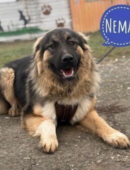 Nemar ein wundervoller großer Rüde - Flörsheim-Dalsheim