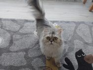 Persische katze - Krefeld