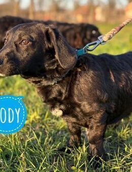 Cody der Allerliebste - Flörsheim-Dalsheim