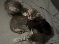 4 Kitten zu verkaufen - Ulm