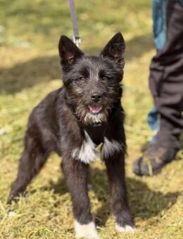 Waskja sucht ein liebevolles Zuhause - Berlin