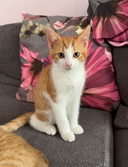 Kitten, Babykatzen - Unna