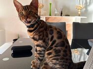 Süßer Bengal Kater mit Stammbaum - Bielefeld Ubbedissen