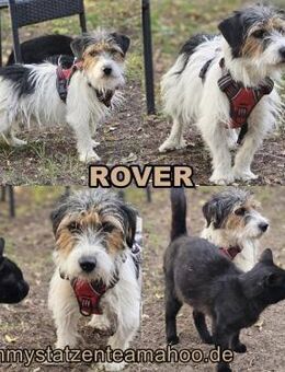 Rover ist aufgeschlossen und verspielt - Schafflund