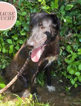 Kuschelbär LENNY sucht seine Menschen ❤️ - Saarbrücken