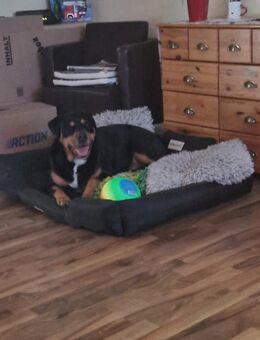 Unseren Hund in liebevolle Hände abzugeben - Zeven