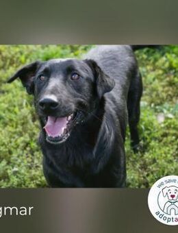 Ingmar: Dein treuer Begleiter! - Kirchzell