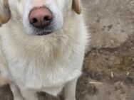 Goldiges Hundemædchen sucht Zuhause - Düsseldorf