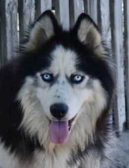 Mads-jung, freundlich, sportlich sucht.. - Süderbrarup