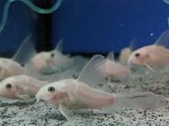 Corydoras Panda Snow white Long Fin - Pandapanzerwels "Snow white LF" - Sulingen Zentrum