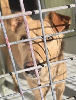 Wer rettet CASPER? - Gefrees