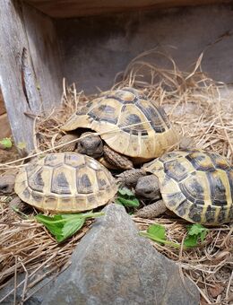 Griechische Landschildkröten abzugeben - Gummersbach
