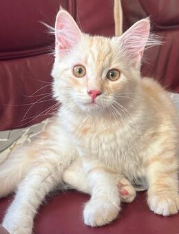 Sibirische Katze waldkatze kitten - Berlin
