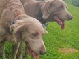 Langhaar-Weimaraner Wurfankündugung in 53343