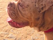Old Englisch Bulldogge 10Monate - Potsdam