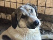 Scheuer Rupi sucht sicheres Zuhause - München