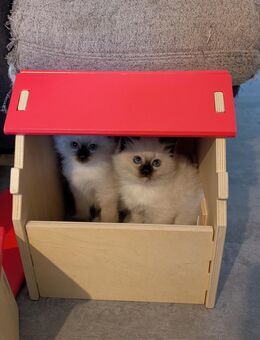 Heilige Birma Kitten Rasse dürfen im August ausziehen, weißes Fell blaue Augen blue Seal Point - Lüneburg