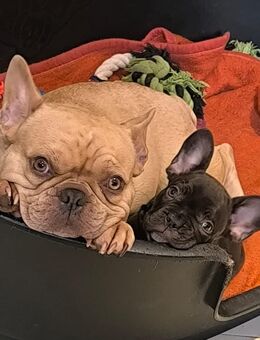 Zuckersüße Frech Bulldog Babys m.Pap. von völlig frei atmenden Eltern, Familienaufzucht - Wiesbaden