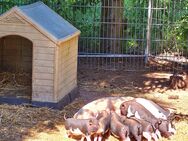Minischweine/ Ferkel suchen ihr zu Hause - Steinhöfel