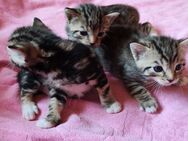 BKH EKH Mix Kitten Katzenbabys junge Katzen zu verkaufen - Volkmarsen