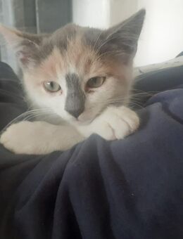 2 Kitten, dreifarbig, Geschwisterpaar, weibl. 13 Wo. alt - Brilon
