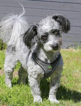 Gottlieb - Mischling - 8 Jahre - Tierhilfe Franken e.V. - Lauf (Pegnitz) Zentrum