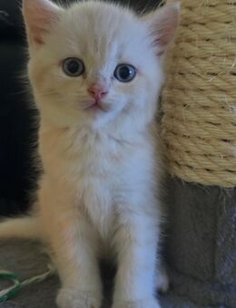 Reinrassige Britische Kurzhaarige Kitten zu verkaufen - Schwabach