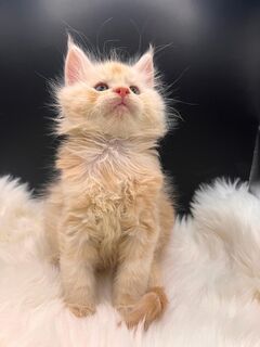 * Typvoller Clown* Maine Coon Kitten Kater schöne Pinsel mit Stammbaum