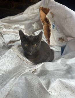 BKH Mix Kitten weibchen - Bremervörde
