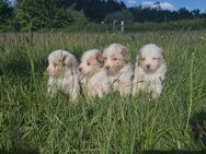 Australian shepherd welpen - Schwäbisch Gmünd