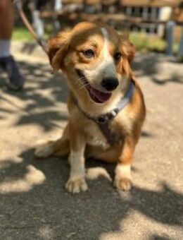 Pippa, zarte Hündin sucht ihr Zuhause - Hamburg