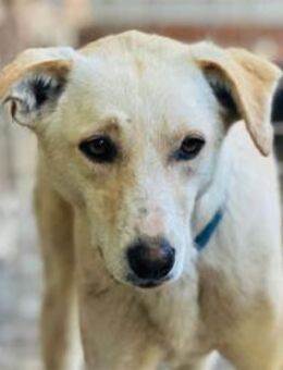 Baja - Pflegestelle oder Zuhause gesucht - Oberwies