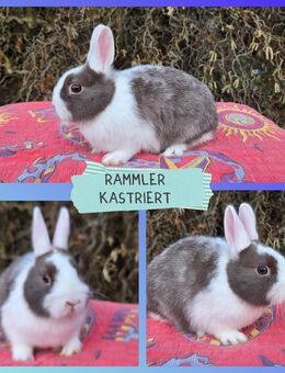 süße Zwergkaninchenbabys abzugeben, 12 Wochen alt, Rammler kastriert - Gelsenkirchen Ückendorf