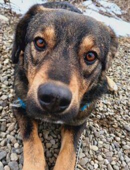 ❣️Süßer Junghund ✨Milo ✨❣️ - Eislingen (Fils)