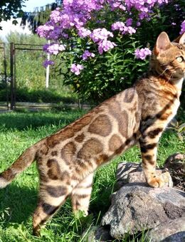 Hübsche Intelligente reinrassige Bengalkatze - Grevenbroich