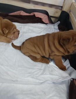 Sharpai welpen - Gummersbach