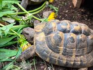 Griechische Landschildkröte männlich - Saal (Donau)
