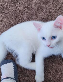 BKH kitten abzugeben - Herford (Hansestadt)