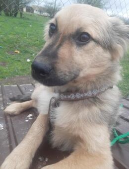 🐾❤️ RUDI auf PS Nähe Dresden. - Eichendorf