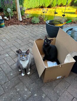 Zwei Katzen suchen Zuhause - Sankt Wendel