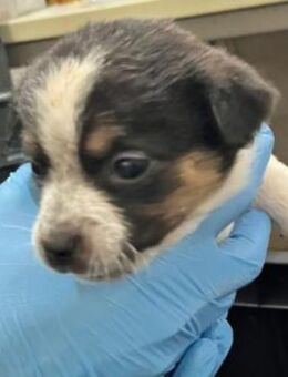 Zauberhaftes, liebes Welpenmädchen Runa - Kallmünz