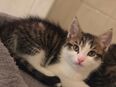 Maine Coon Mix in 09634