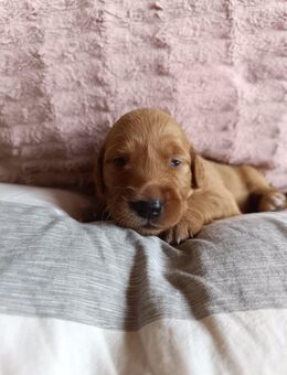 Golden Retriever Welpen mit Ahnentafel - Düren