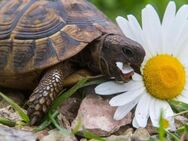 Griechische Landschildkröten, NZ 2022, 3 jährig - Veitshöchheim