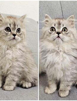 BLH Kätzchen sucht liebevolles Zuhause - Berlin