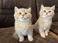 bkh kitten zum Verkauf - Gelsenkirchen