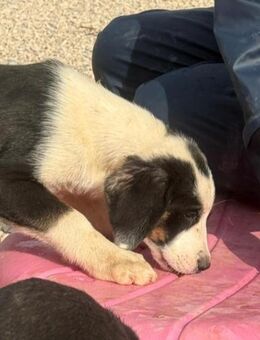 Welpendame sucht ihr Für-Immer-Zuhause - Rostock Lichtenhagen