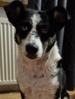 wunderhübsche Mila sucht ihr Zuhause - Kallmünz