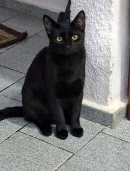 Schwarzes Glück sucht DICH = BAGHIRA♥️ - München