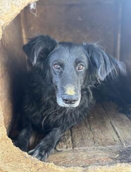 Sanfte Fiby hofft auf Happy End - Chemnitz